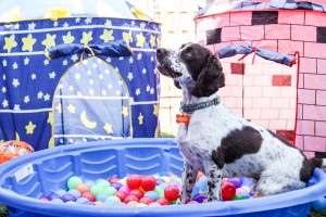 Branding Agency Manchester | Poochie Gang Dog